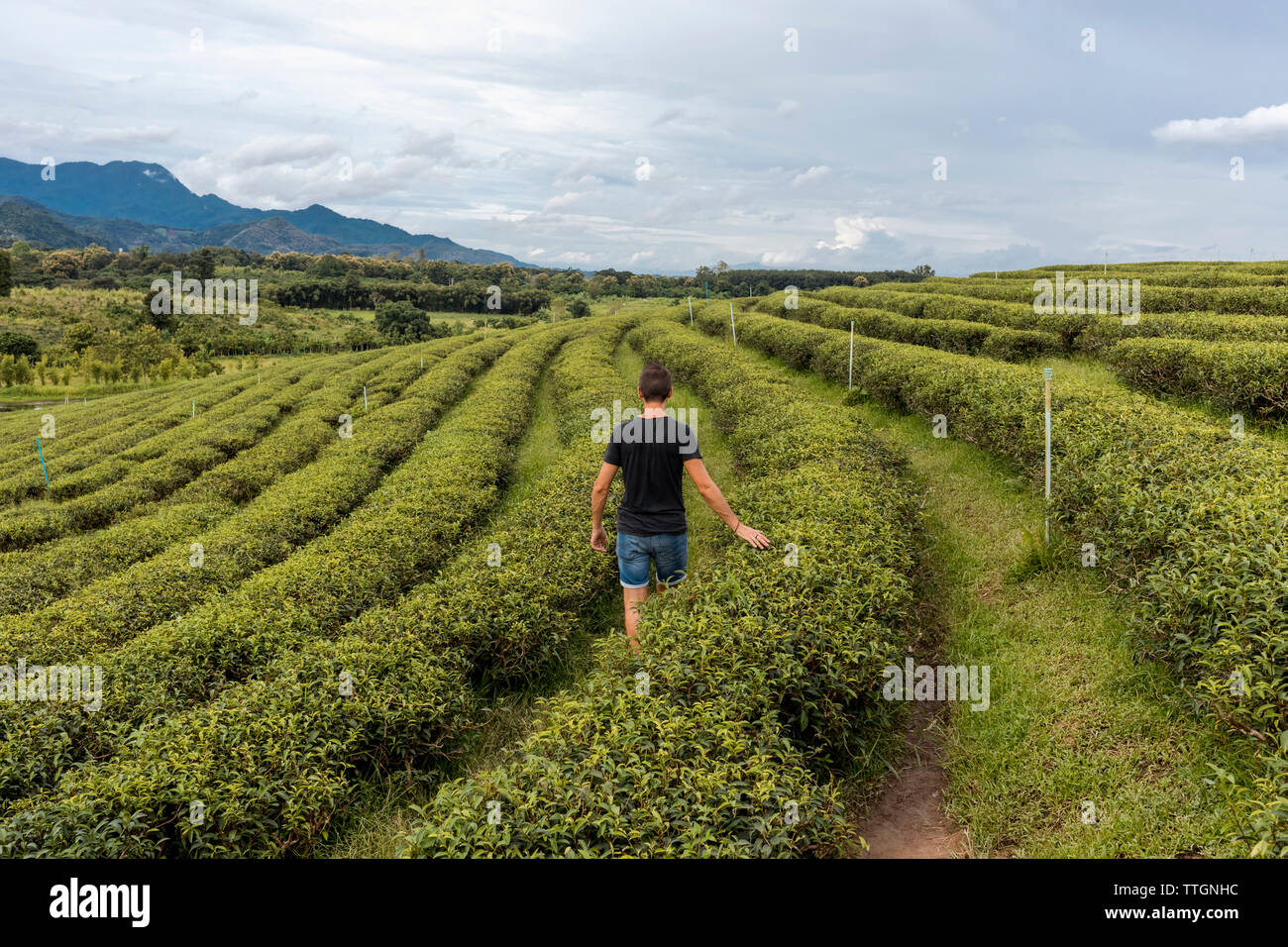 Der Mensch auf der Suche nach einem malerischen Blick auf einen Kaffee ernten in einem Bauernhof in Chiang Rai, Thailand Stockfoto