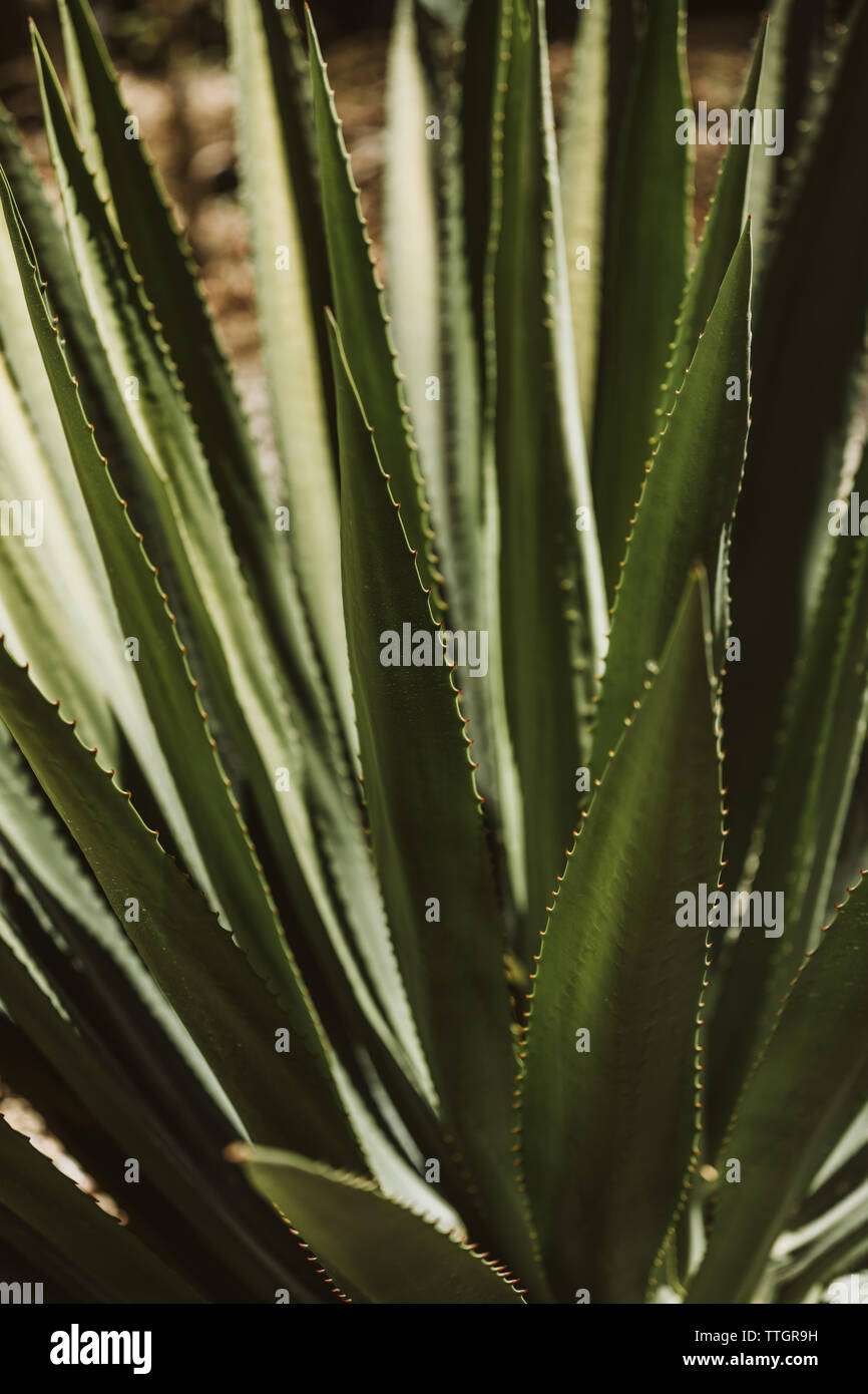 Espadin cactus Nahaufnahme Details von Spitzen und grüne Blätter Stockfoto