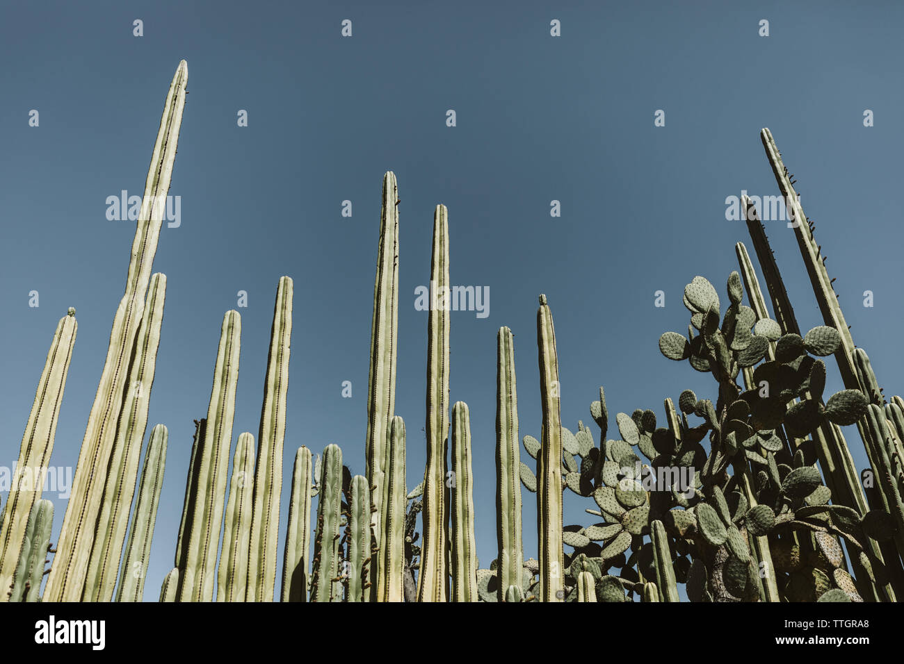 Hohe skinny gerade Kakteen steigen in den blauen Himmel im sonnigen Mexiko Stockfoto