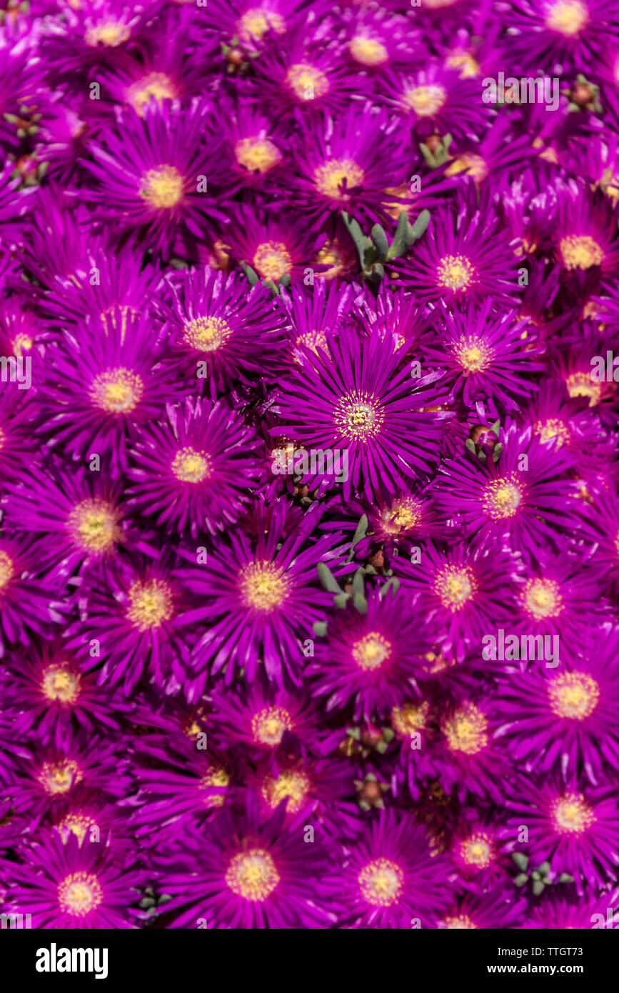 Nachgestellte Mittagsblume, Lampranthus Californica. Stockfoto