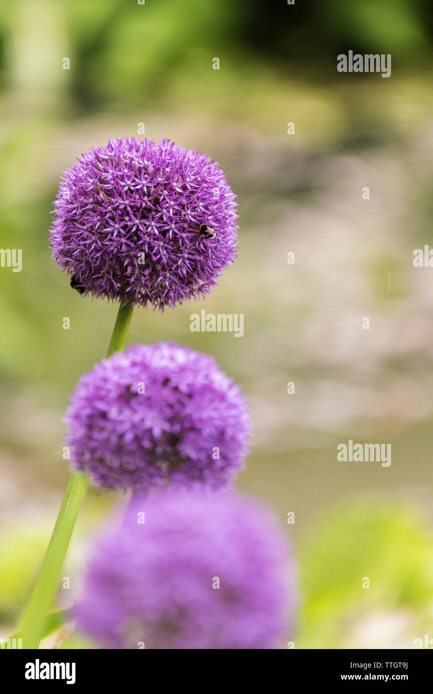 Hollandicum alium Alium Purple Sensation. Stockfoto