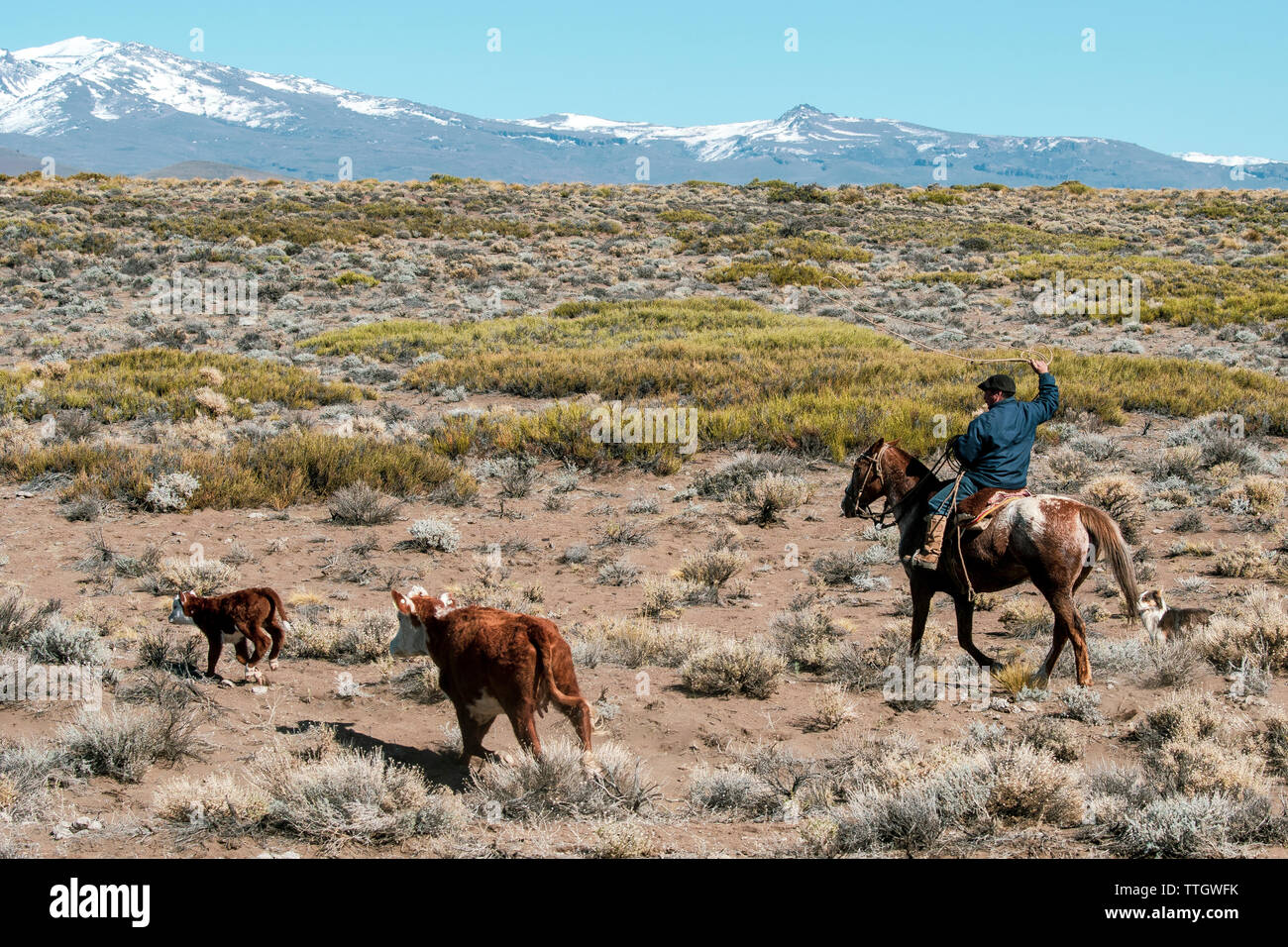 Einer argentinischen Gaucho reitet sein Pferd und Seile ein Kalb zu Marke. Stockfoto