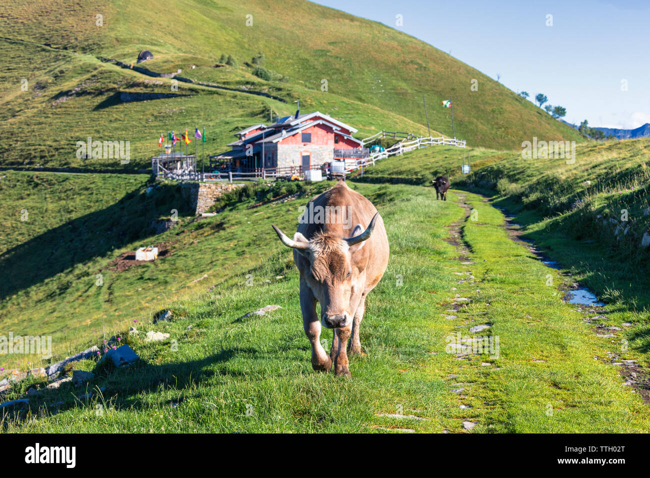 Kühe auf der Weide neben Rifugio Venini, Valle d'Intelvi, Italien Stockfoto