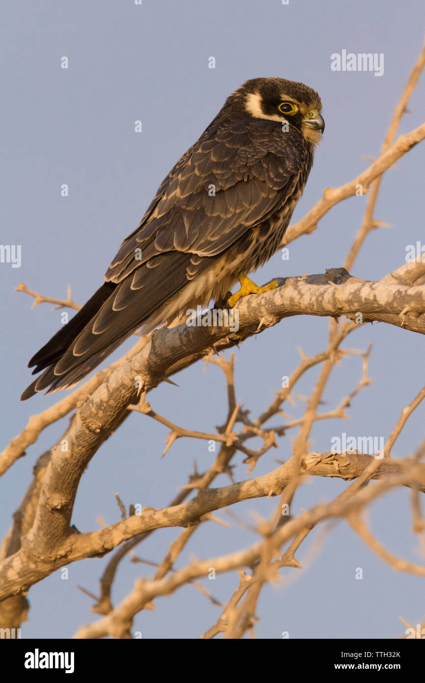 Eurasischen hobby (Falco subbuteo), Seitenansicht eines Jugendlichen auf einem Zweig im Oman gehockt Stockfoto