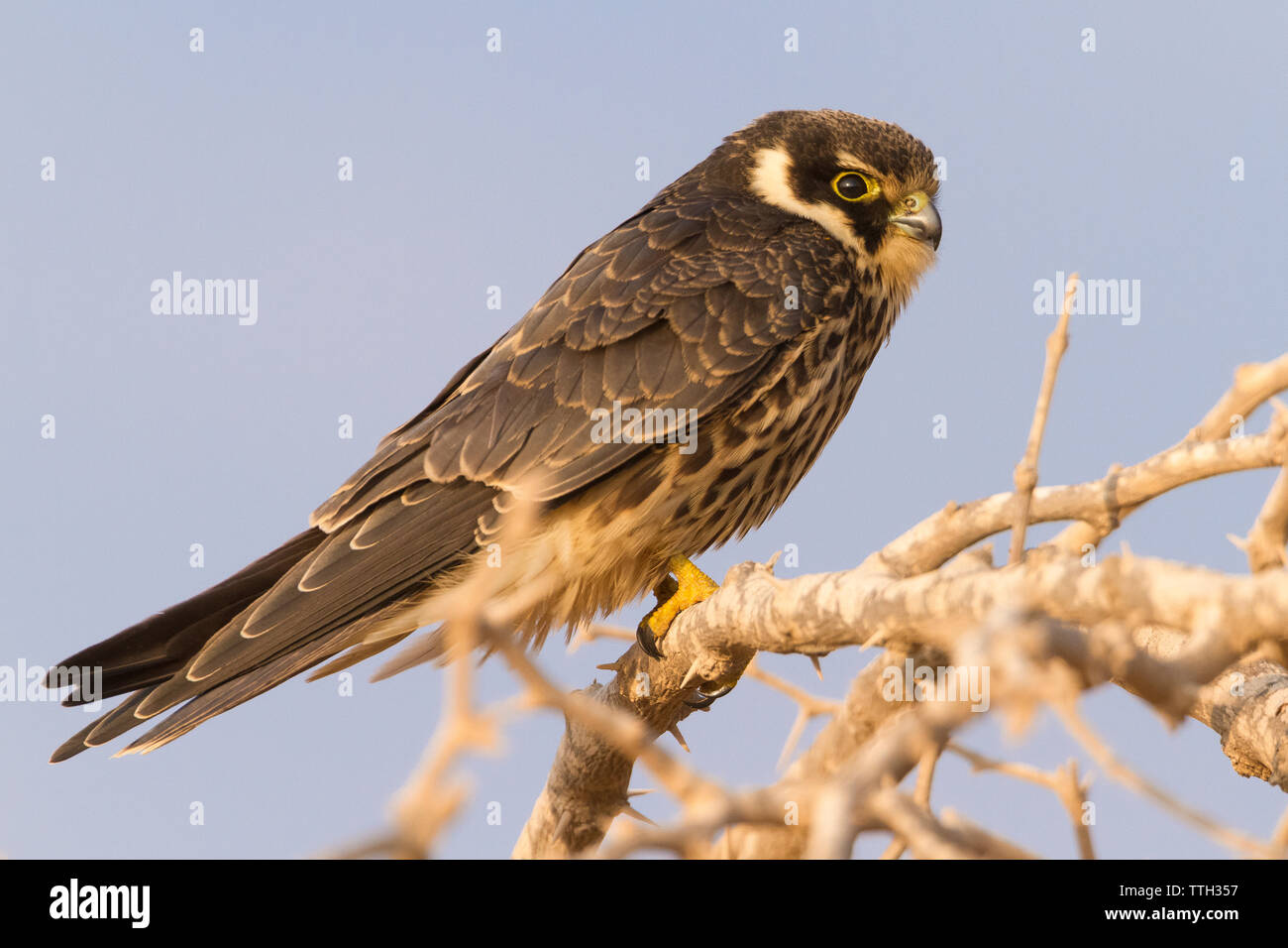Eurasischen hobby (Falco subbuteo), Seitenansicht eines Jugendlichen auf einem Zweig im Oman gehockt Stockfoto
