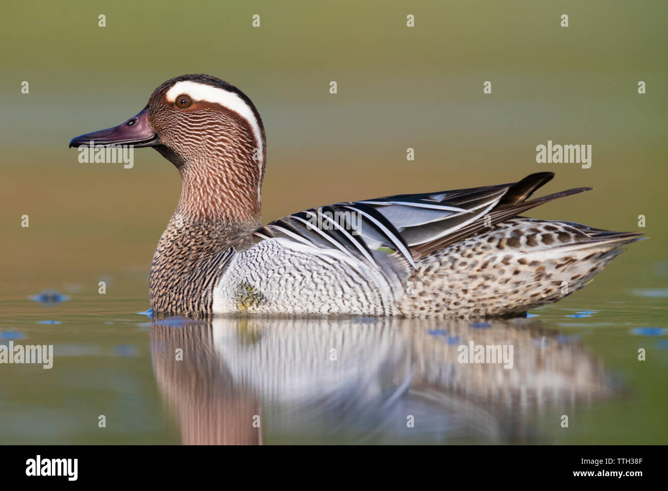 Krickente (Anas querquedula), Seitenansicht eines Drake schwimmen in einem Teich Stockfoto