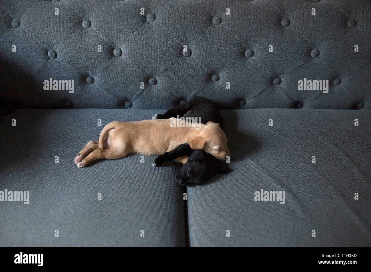 Zwei adorable Welpen schlafen auf der Couch Stockfoto