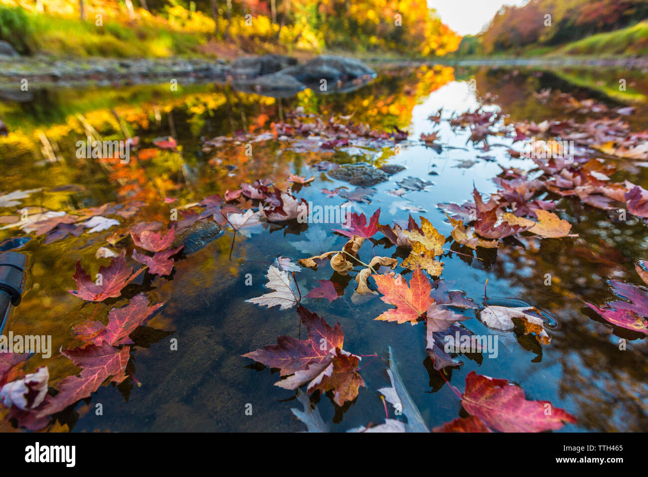 Herbst Farben reflektieren in einem Fluß in Maine Stockfoto