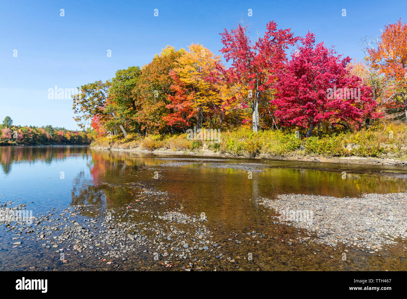 Herbst Laub auf der östlichen Zweig der Penobscot River in Maine. Stockfoto