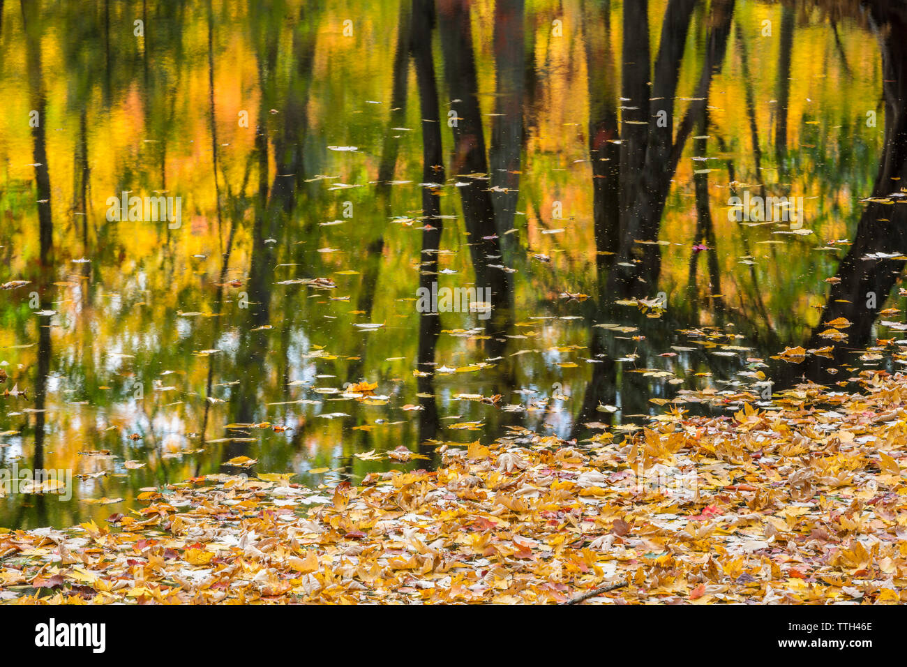 Herbst Farben reflektieren in einem Fluß in Maine Stockfoto