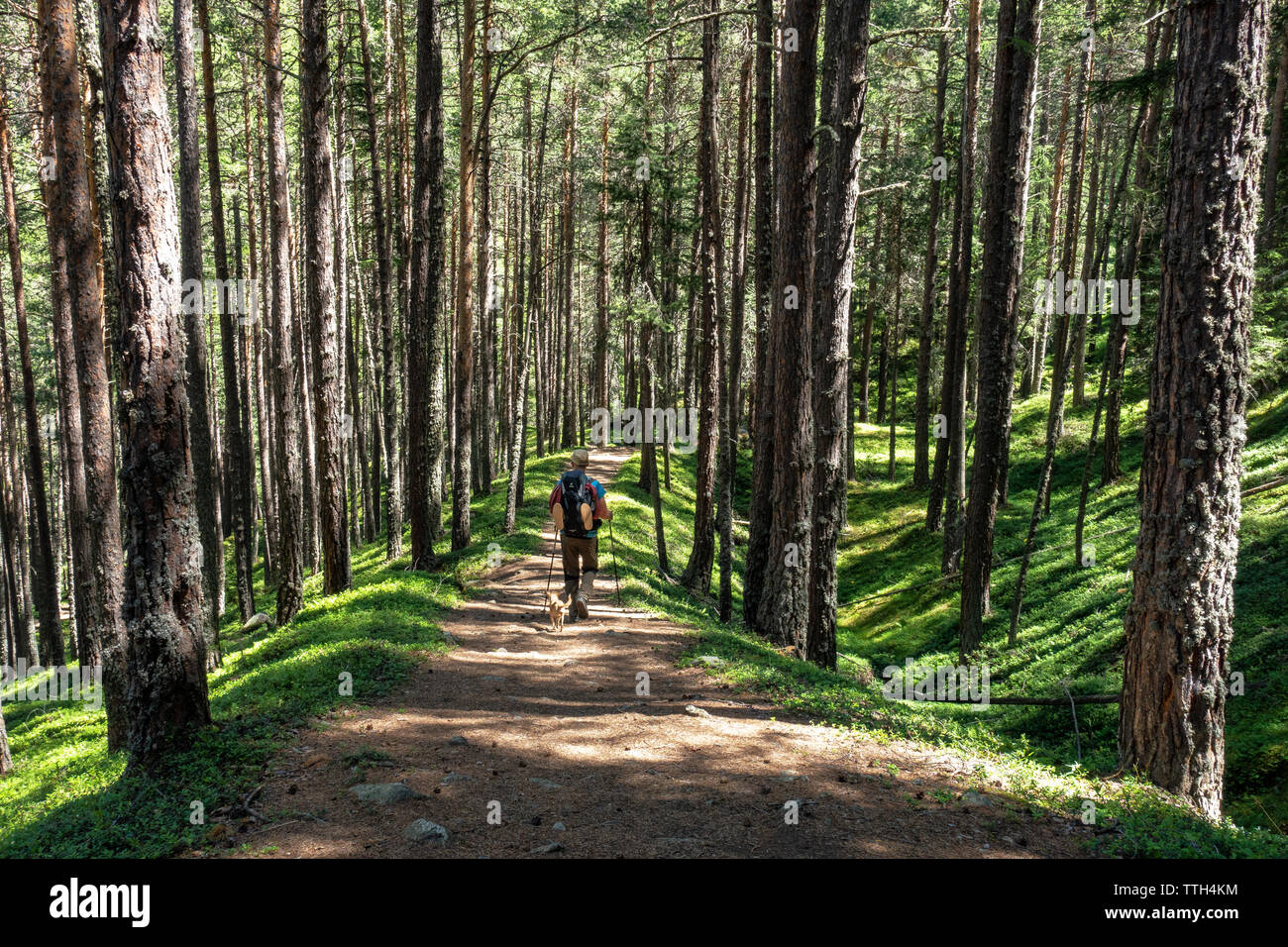Wanderer Wandern auf einem Weg in einer alpinen Wald in den Ötztaler Alpen Stockfoto