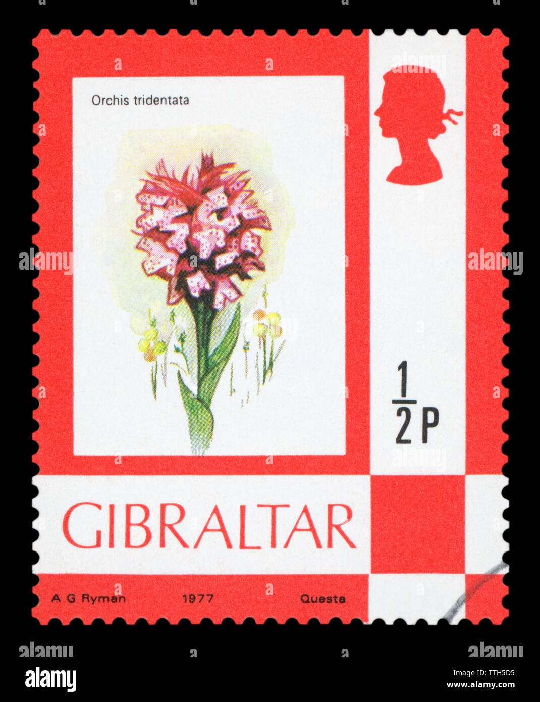 GIBRALTAR - ca. 1977: einen Stempel in der Gibraltar gedruckt zeigt die Blume von Orchis tridontata, circa 1977. Stockfoto