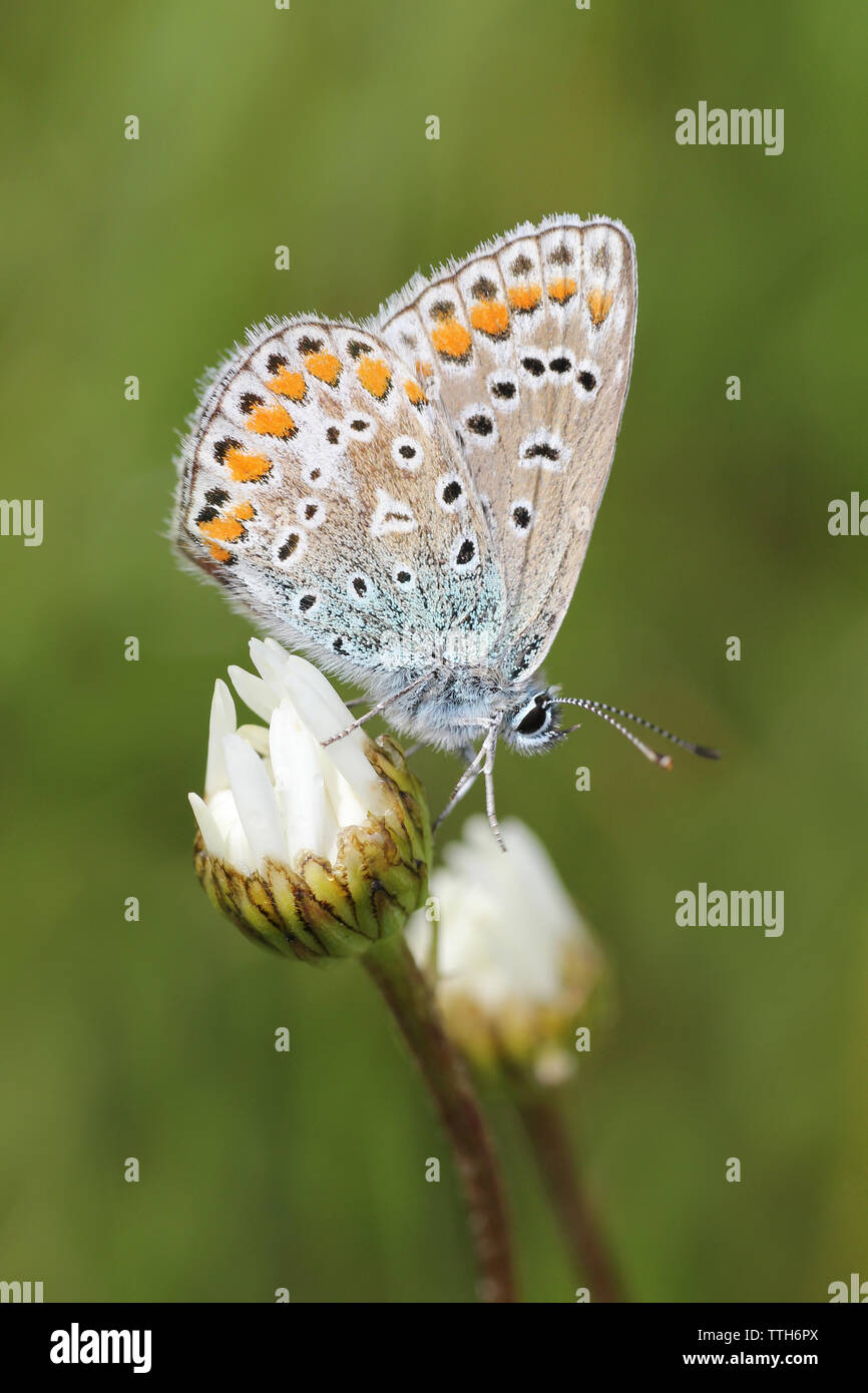 Gemeinsame Blauer Schmetterling Polyommatus icarus bei RSPB St Aidans Naturpark, nr Leeds, Großbritannien Stockfoto