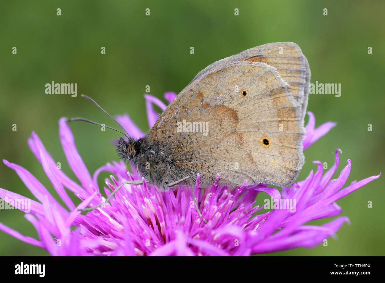 Wiese Braun - männliche underwing bei RSPB St Aidans Naturpark, nr Leeds, Großbritannien Stockfoto