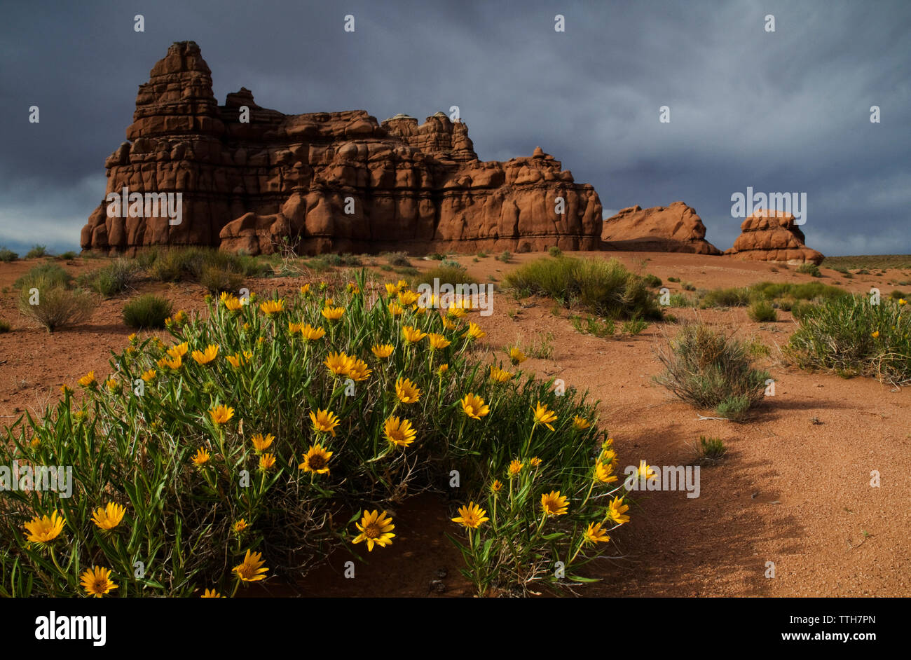 Sonnenblumen und Entrada Sandstein Felsen in der Wüste San Rafael. Stockfoto