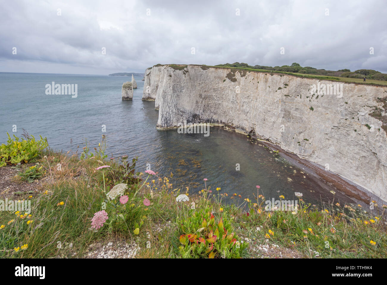 Die Pinnacles an Handfast Point, Isle of Purbeck, Jurassic Coast, einem UNESCO-Weltkulturerbe in Dorset, England, Großbritannien Stockfoto