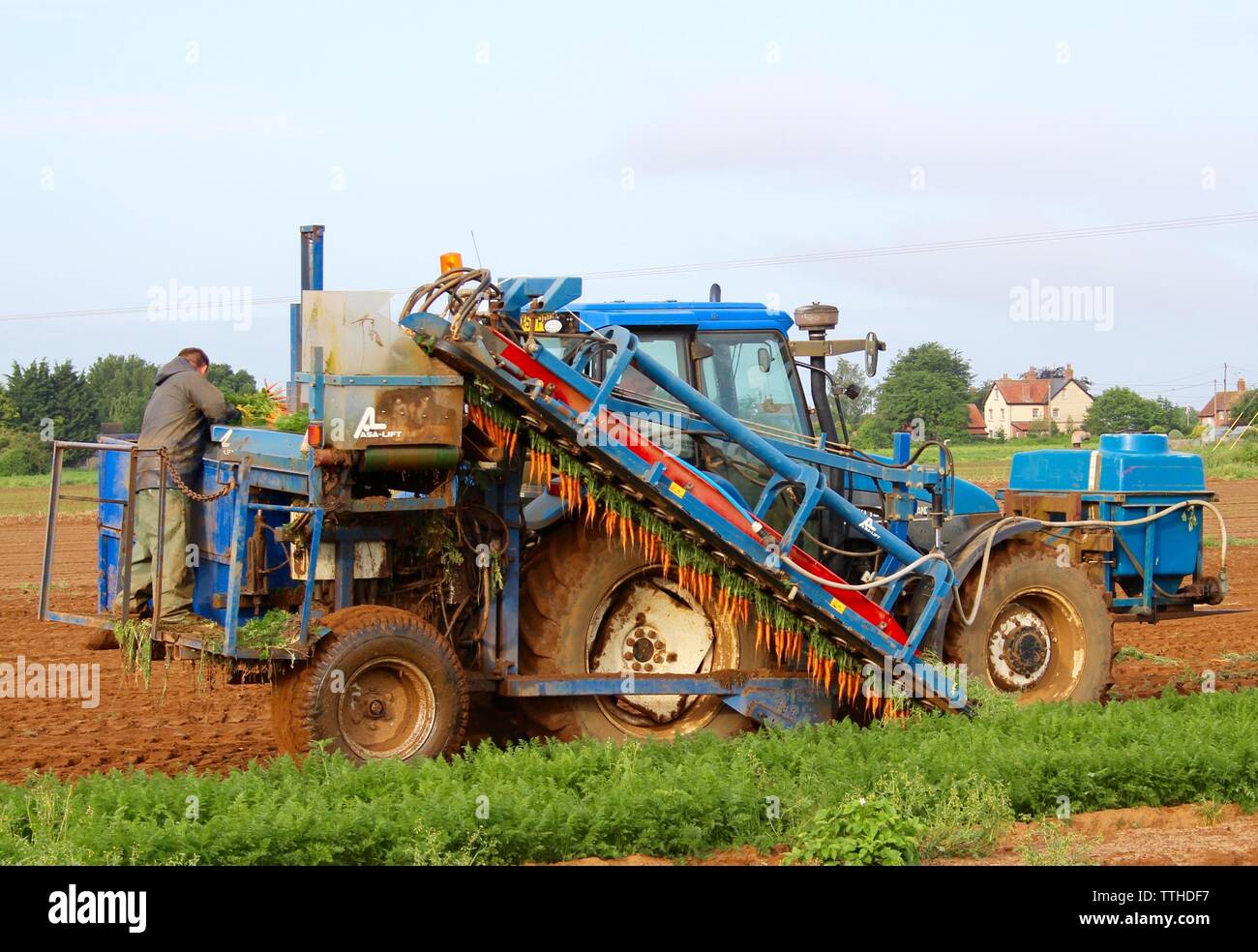 Traktor Ernte Möhren Bromham Market Garden UK Stockfoto