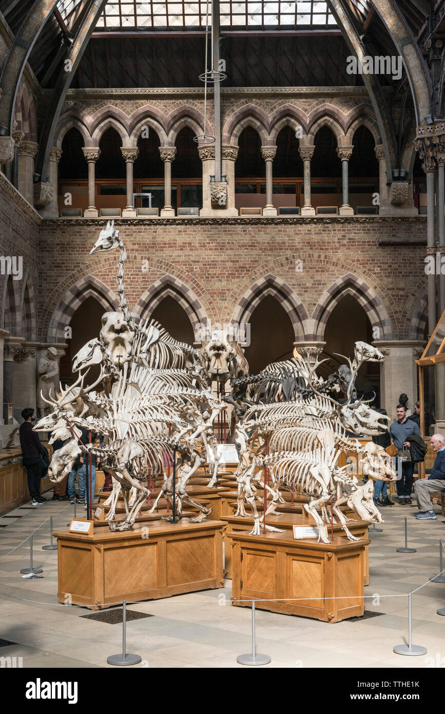 Säugetier Skelette auf Anzeige im Oxford University Museum of Natural History, im Jahr 1860 gegründet. Stockfoto