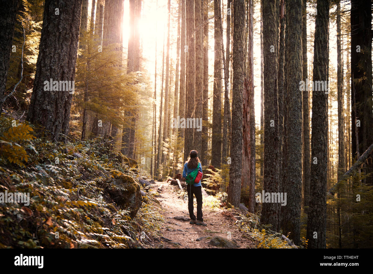 Weibliche Wanderer auf Weg inmitten von Bäumen im Wald Stockfoto