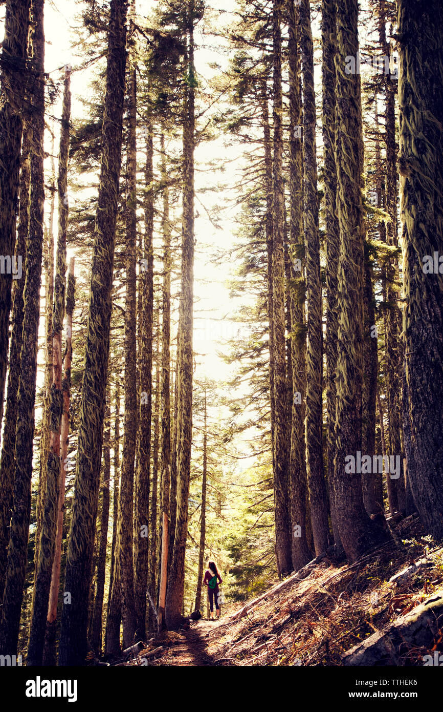 Ansicht der Rückseite des weiblichen Wanderer auf Weg inmitten von Bäumen im Wald Stockfoto