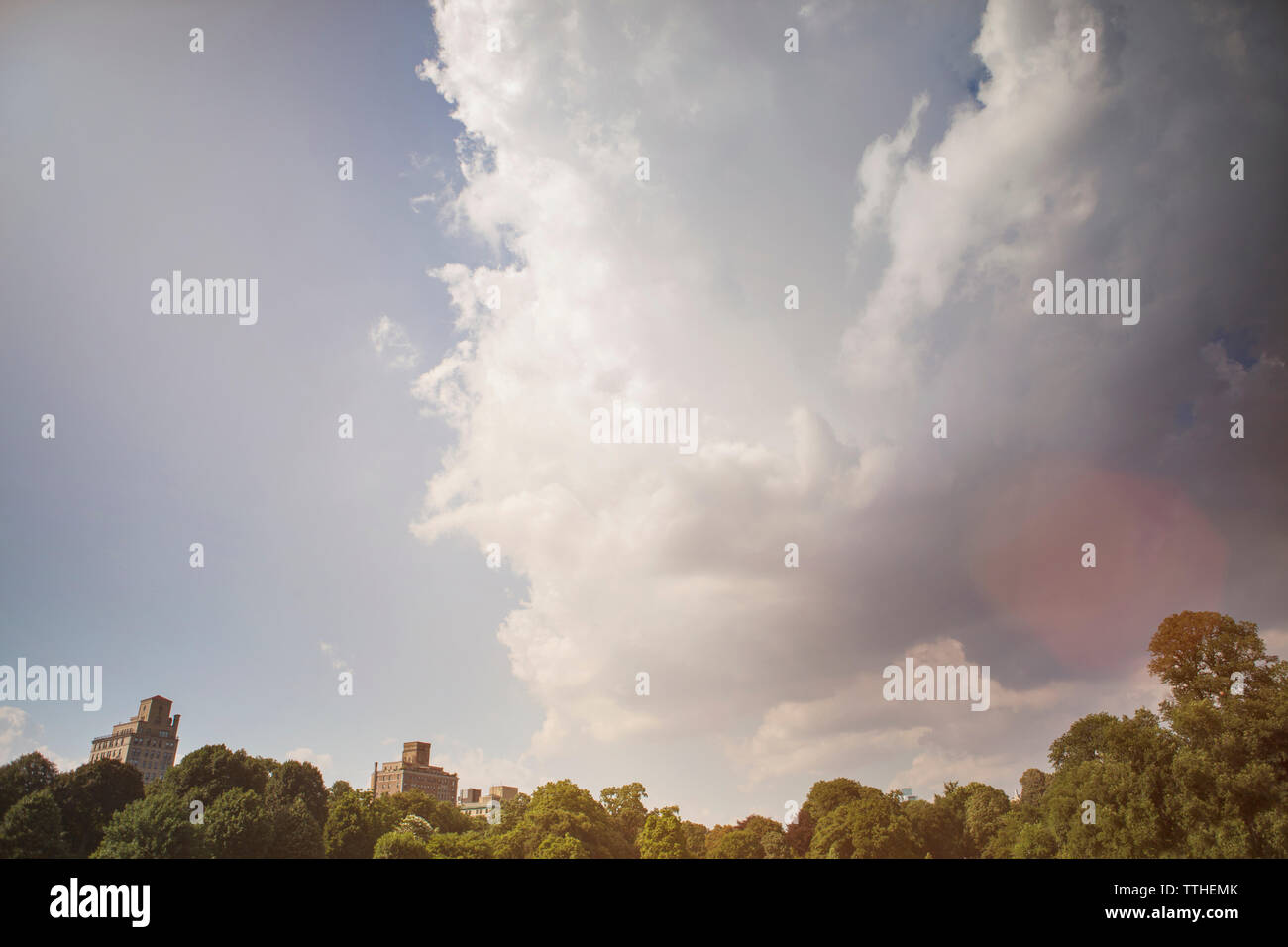Low Angle Blick auf die Bäume gegen bewölkter Himmel an einem sonnigen Tag Stockfoto