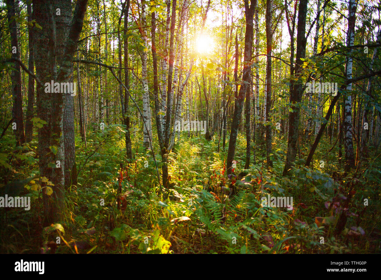 Sun shinning durch Bäume im Wald Stockfoto