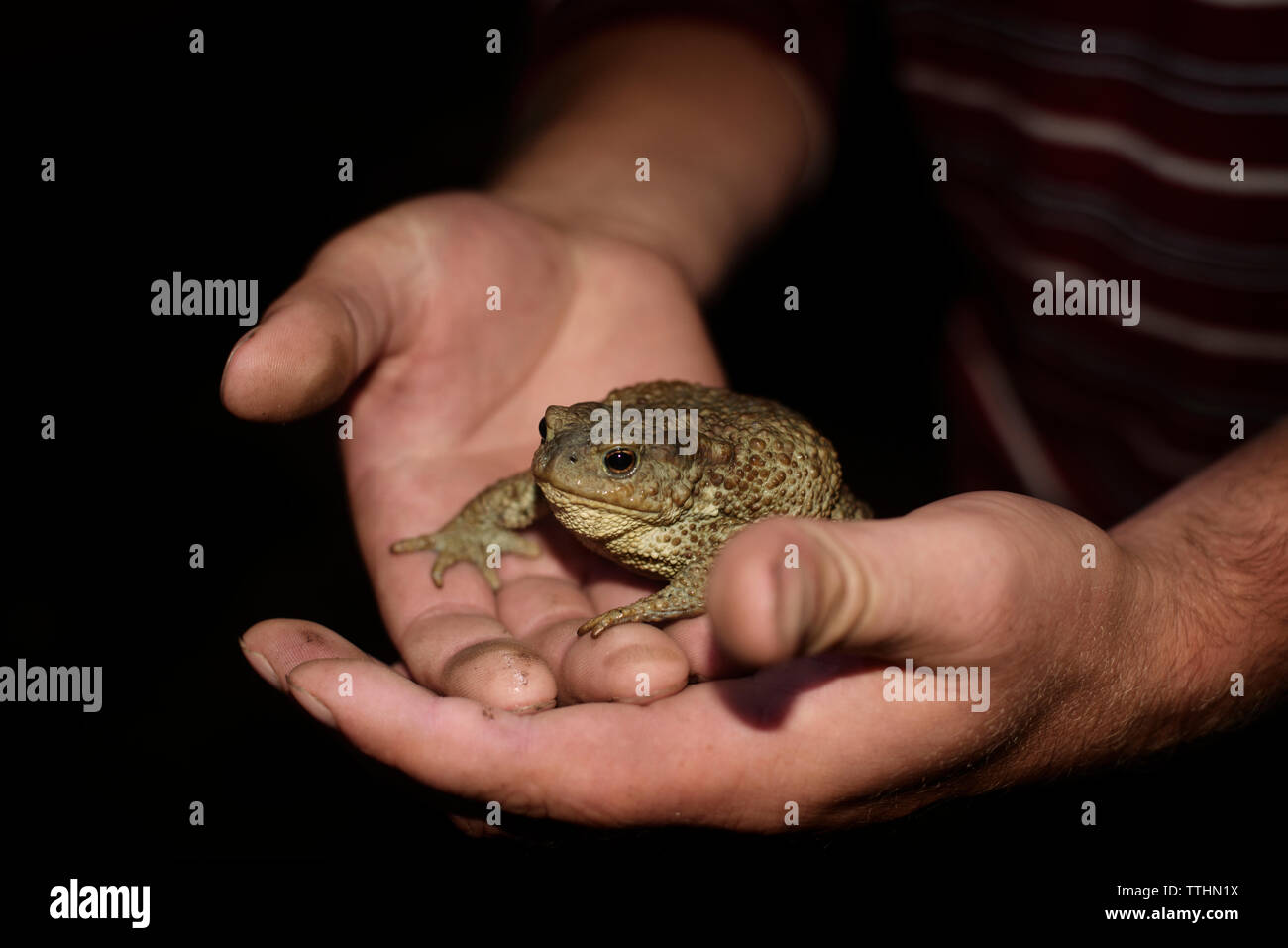 Zugeschnittenes Bild der Mann hält Frosch Stockfoto