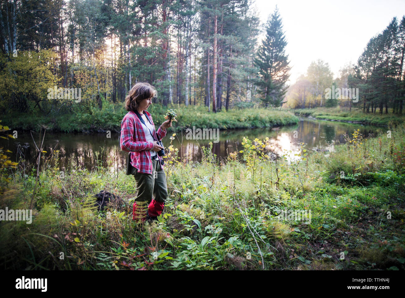 Weibliche Wanderer hält Kamera beim Spaziergang im Wald Stockfoto