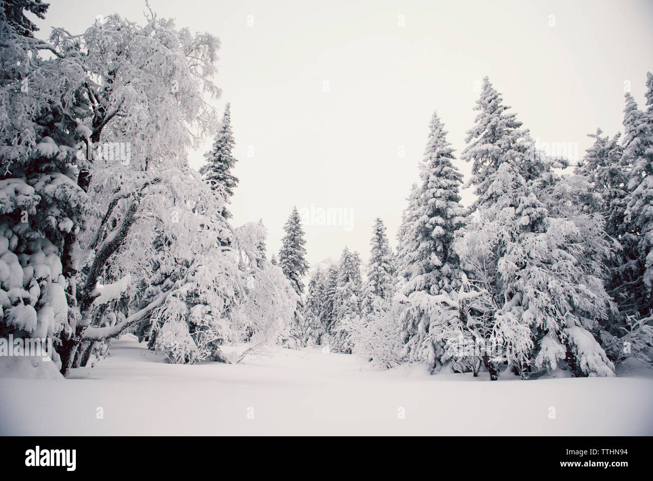 Bäume im Schnee bedeckt Feld gegen Himmel Stockfoto