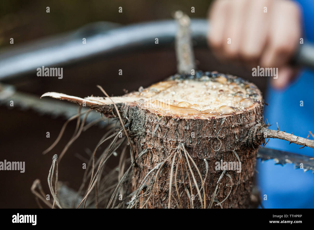 Zugeschnittenes Bild der boy Sägen von Holz mit der Hand sah in das Feld Stockfoto