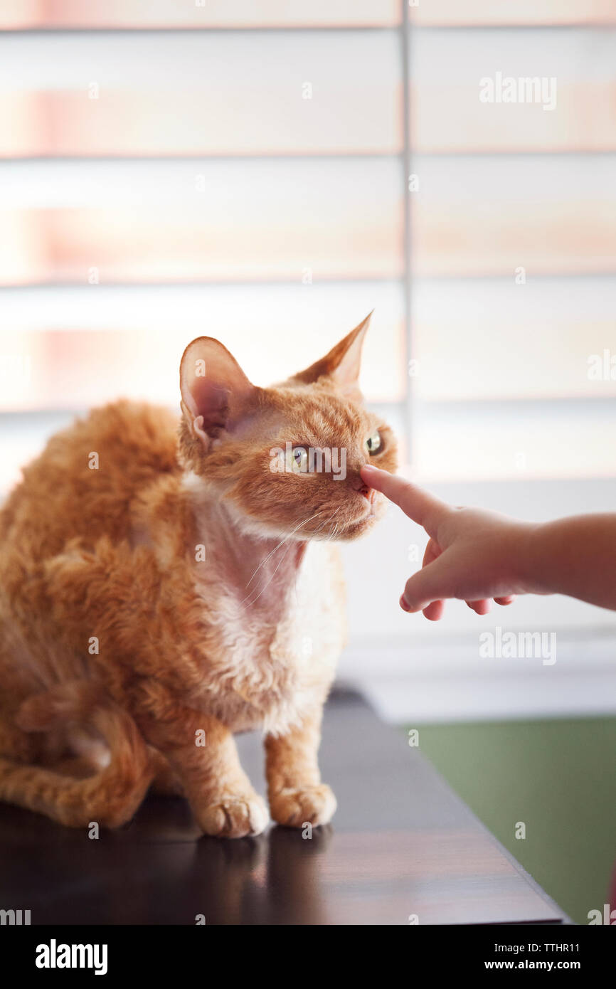 Zugeschnittenes Bild der Mädchen Hand berühren cat Stockfoto