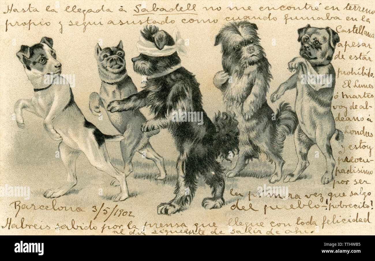 1902 humorvoll Postkarte. Hunde spielen die Blinden Buff. Spanisch Stockfoto