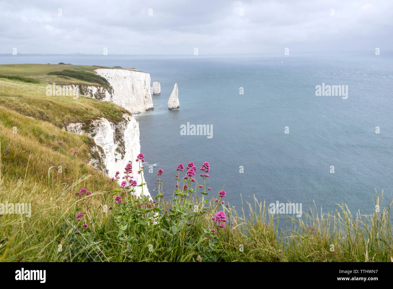 Die Pinnacles an Handfast Point, Isle of Purbeck, Jurassic Coast, einem UNESCO-Weltkulturerbe in Dorset, England, Großbritannien Stockfoto