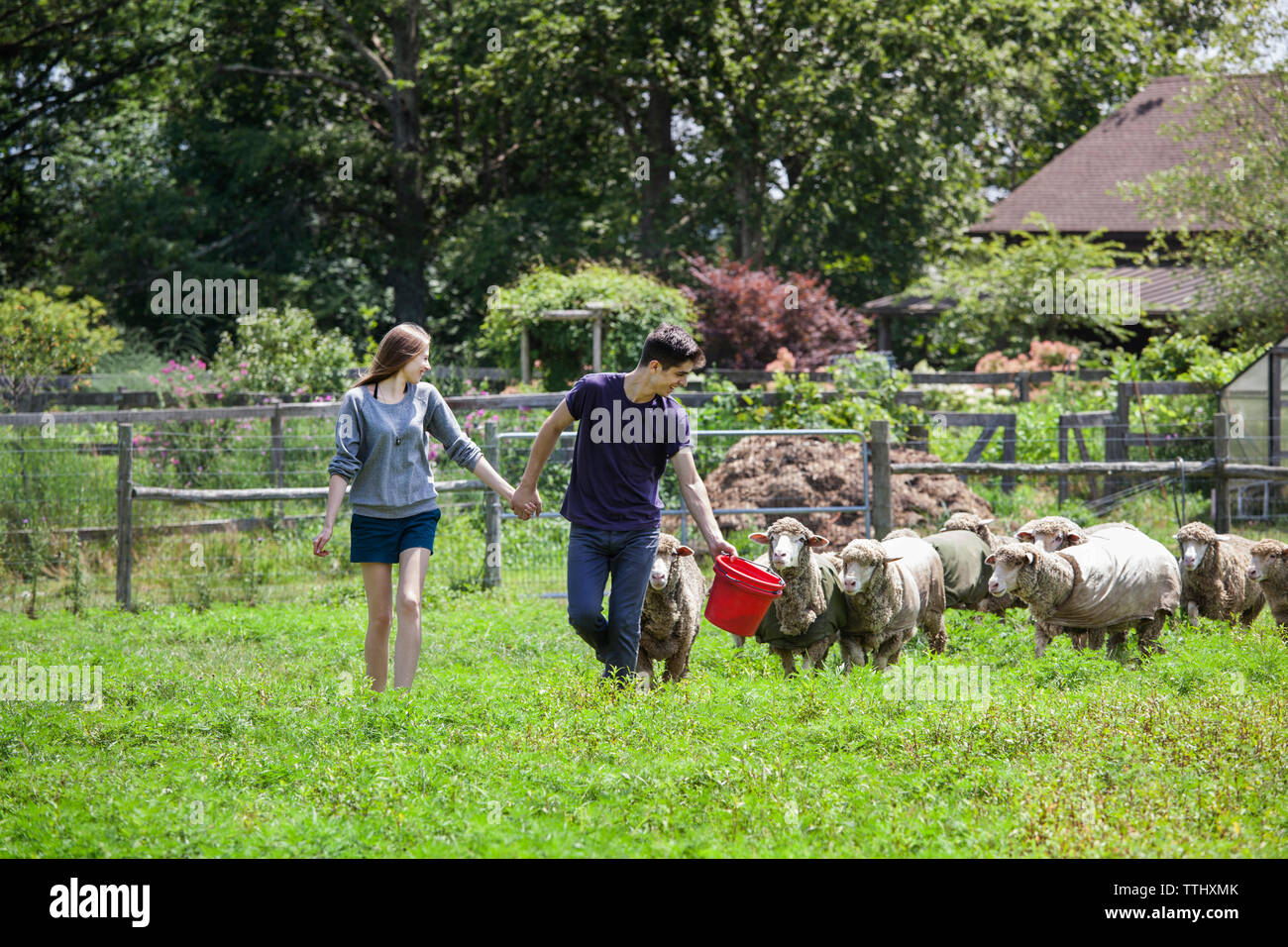 Auf der Suche nach Schafen beim Gehen in Betrieb Stockfoto