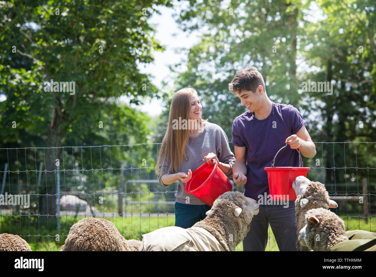 Lächelndes Paar Fütterung Schafe in der Farm Stockfoto