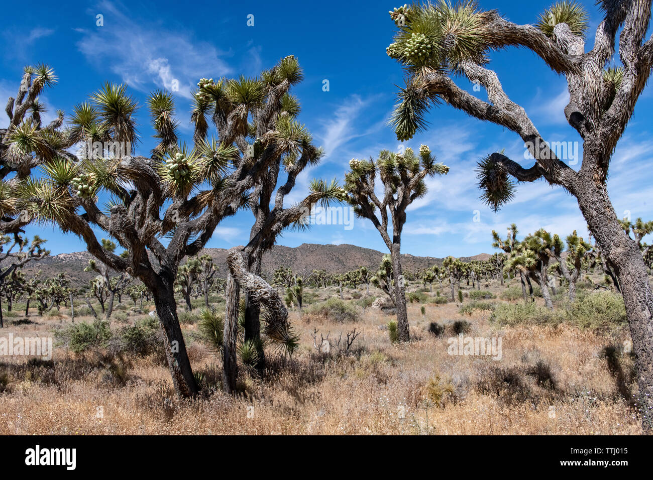 Joshua Bäume (Yucca Buergeri) im Joshua Tree National Park, Kalifornien, USA Stockfoto