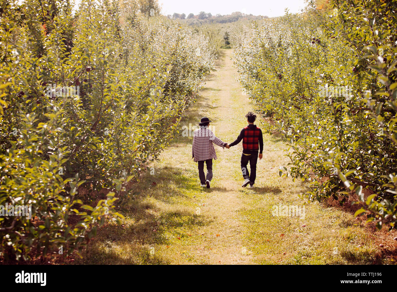 Paar mit der Hand zu Fuß auf der Orchard Stockfoto