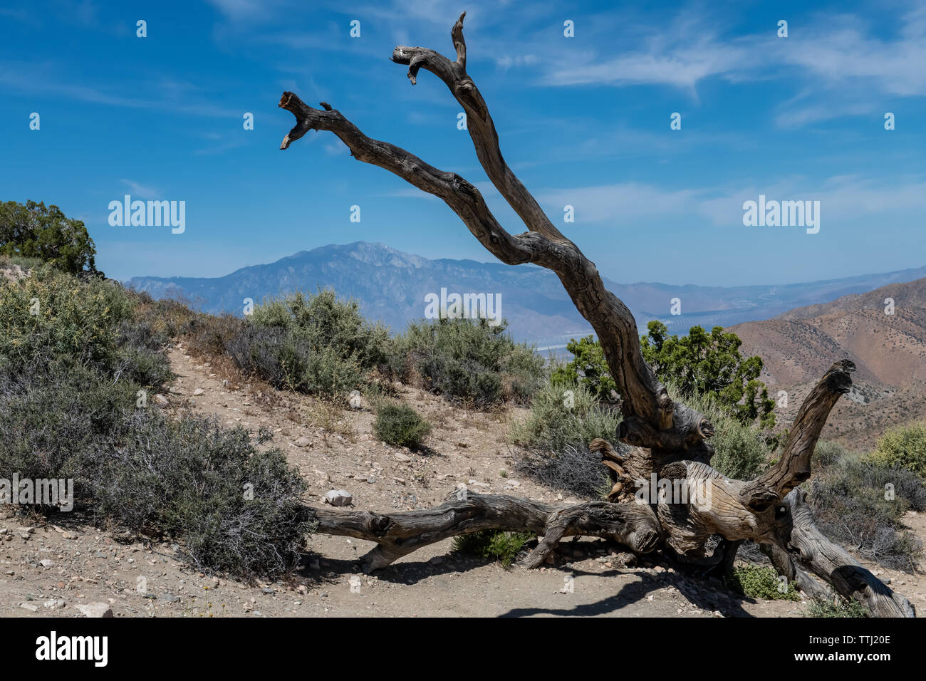 Schlüssel anzuzeigen in Joshua Tree National Park im Süden von Kalifornien, USA Stockfoto