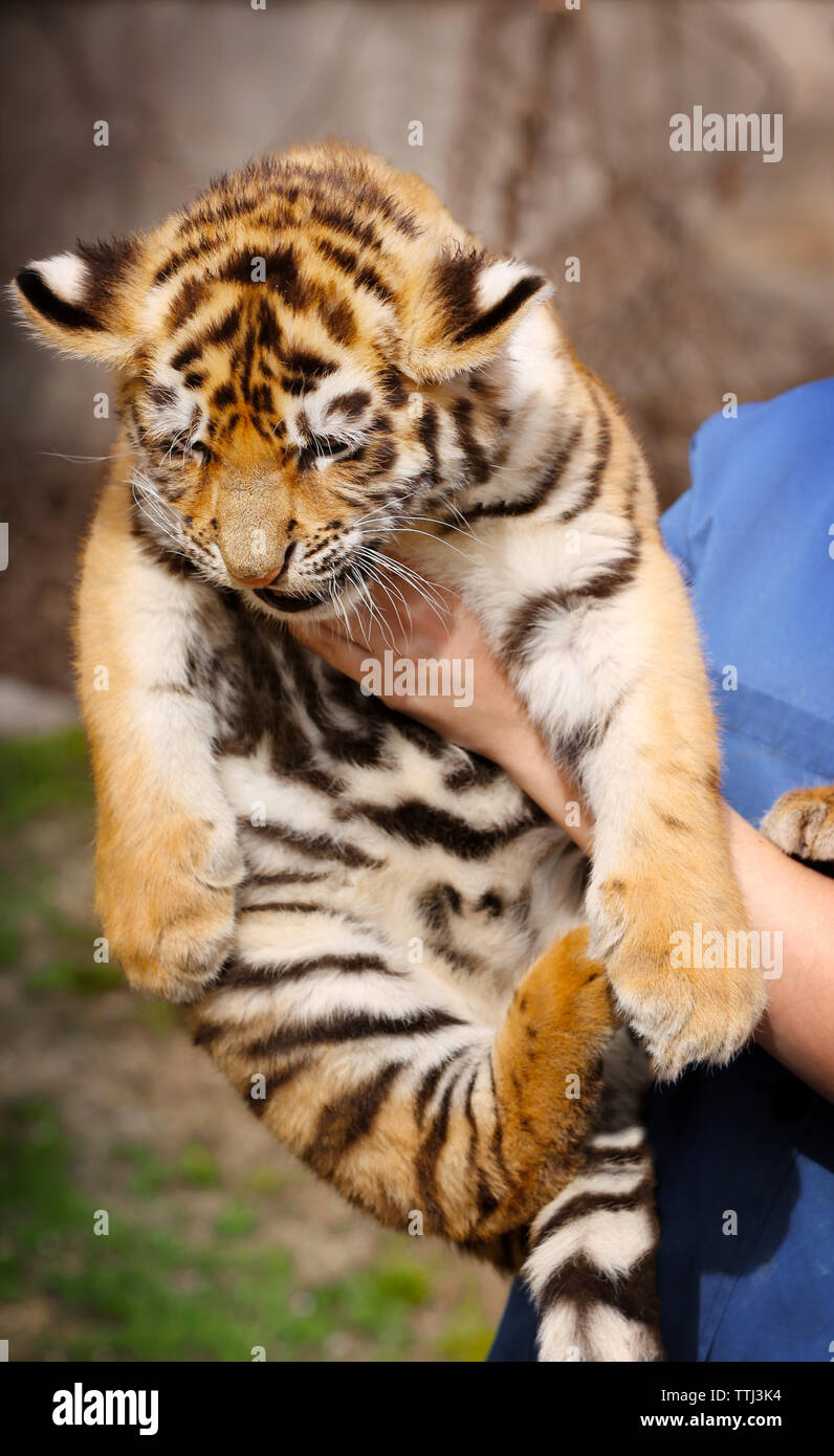 Frau mit Baby Tiger, in der Nähe Stockfoto