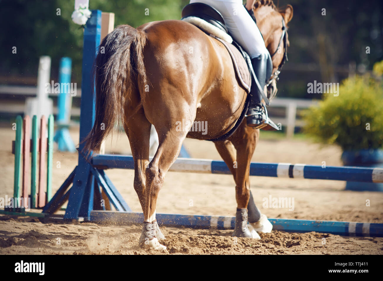 Reiter mit einem Pferd die Teilnahme an einem sportlichen Wettkampf - springen und gehen über den blauen Barrieren zu springen, ein Blick aus dem Hintergrund. Stockfoto