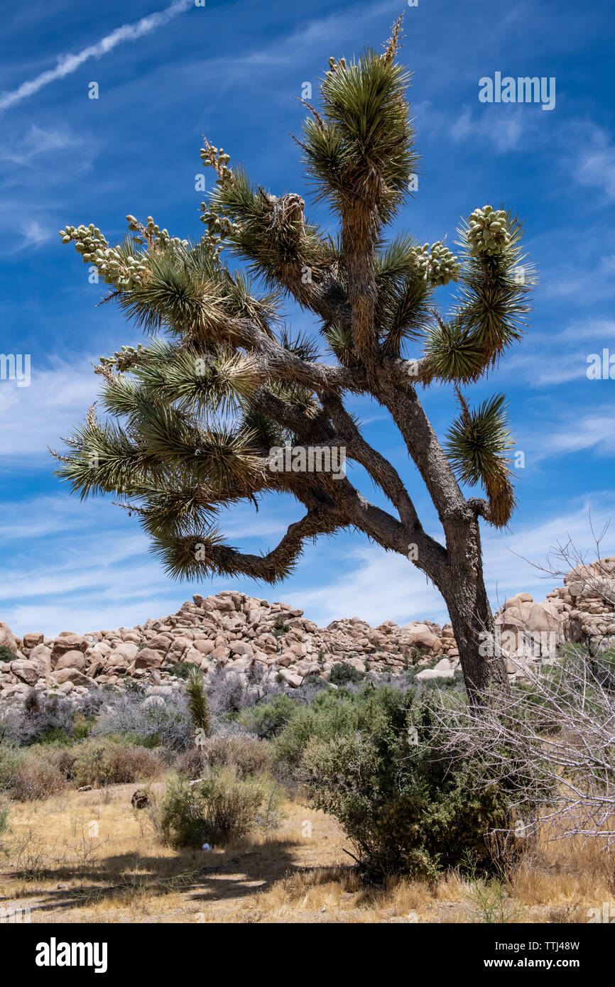 Joshua Bäume (Yucca Buergeri) im Joshua Tree National Park, Kalifornien, USA Stockfoto