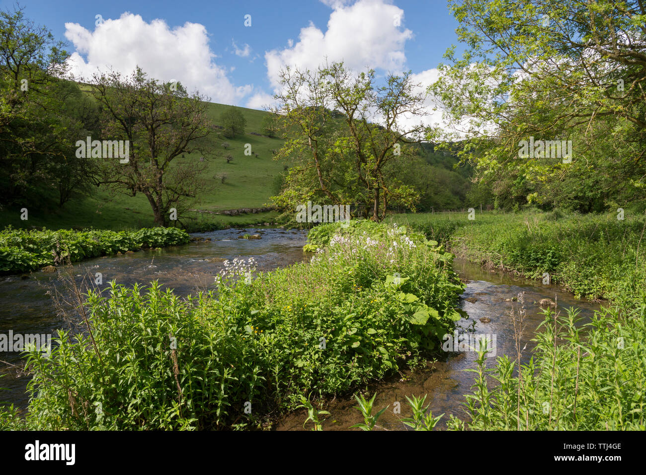 Schönen Sommertag in Chee Dale in der Nähe von Buxton in der Nationalpark Peak District, Derbyshire, England. Pfad am Fluss Wye. Stockfoto