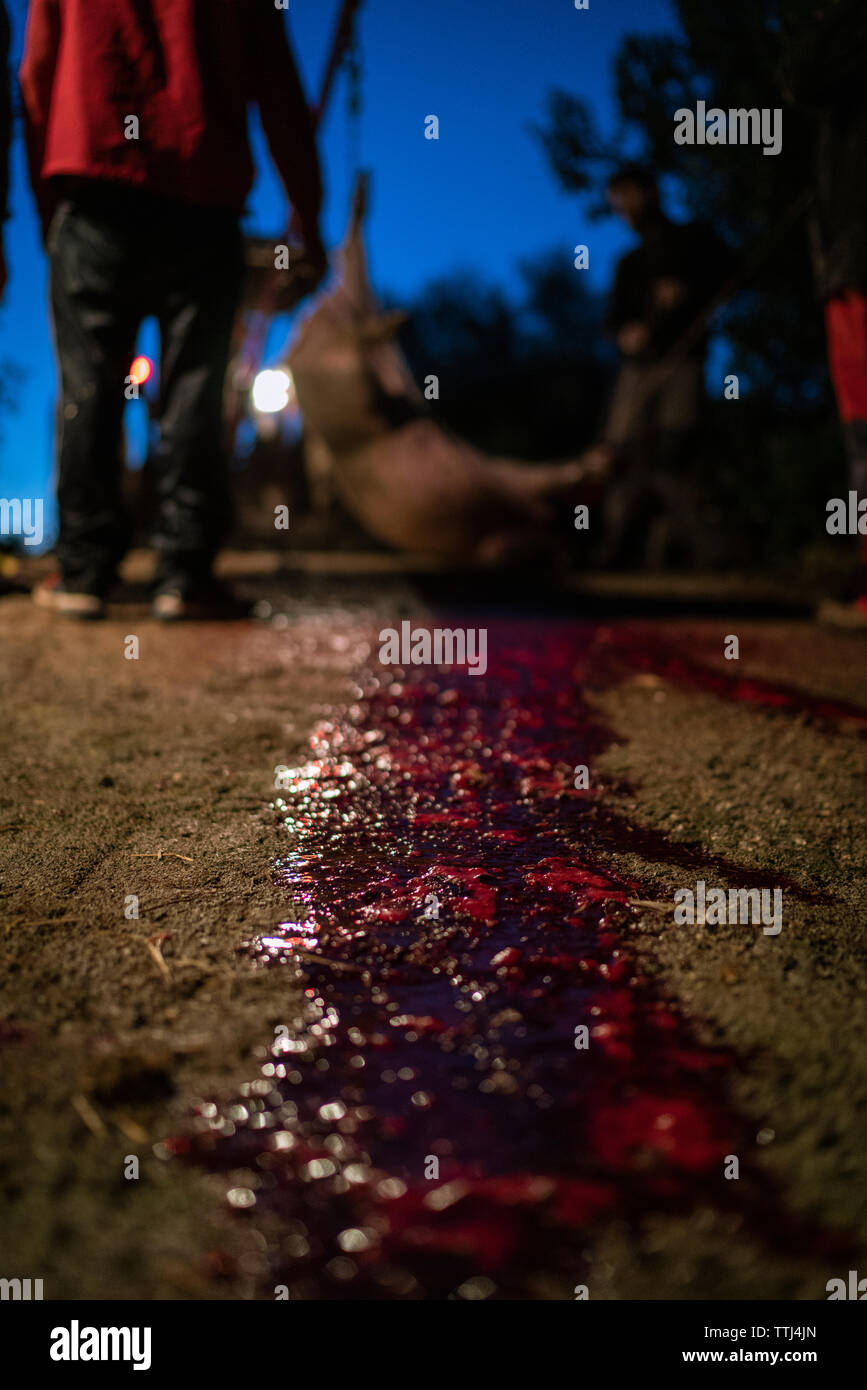 Blut auf dem Boden des frisch getöteten Schwein. Stockfoto