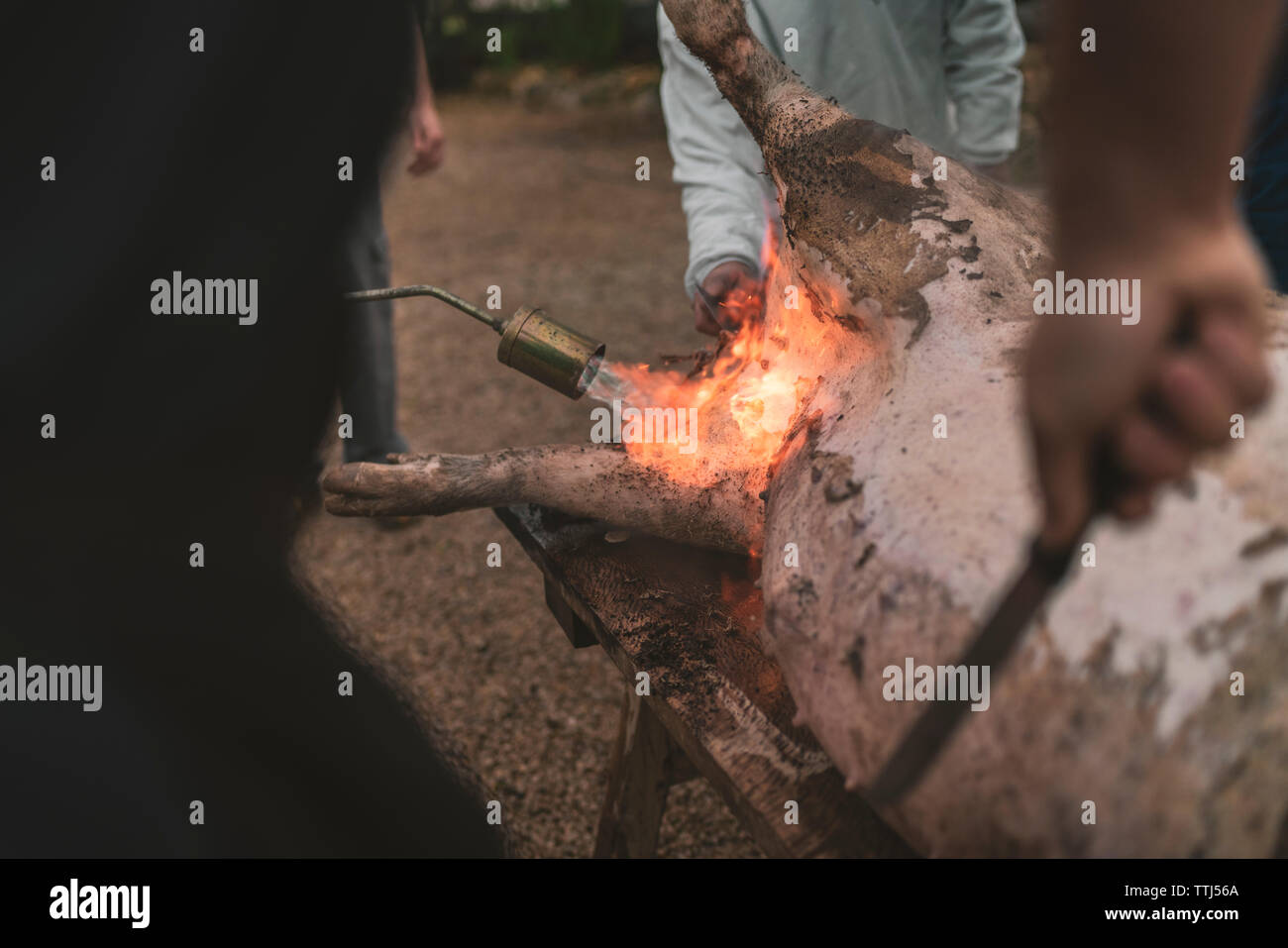 Bauer auf Schwein schlachten brennende Haut Haar zu entfernen. Stockfoto