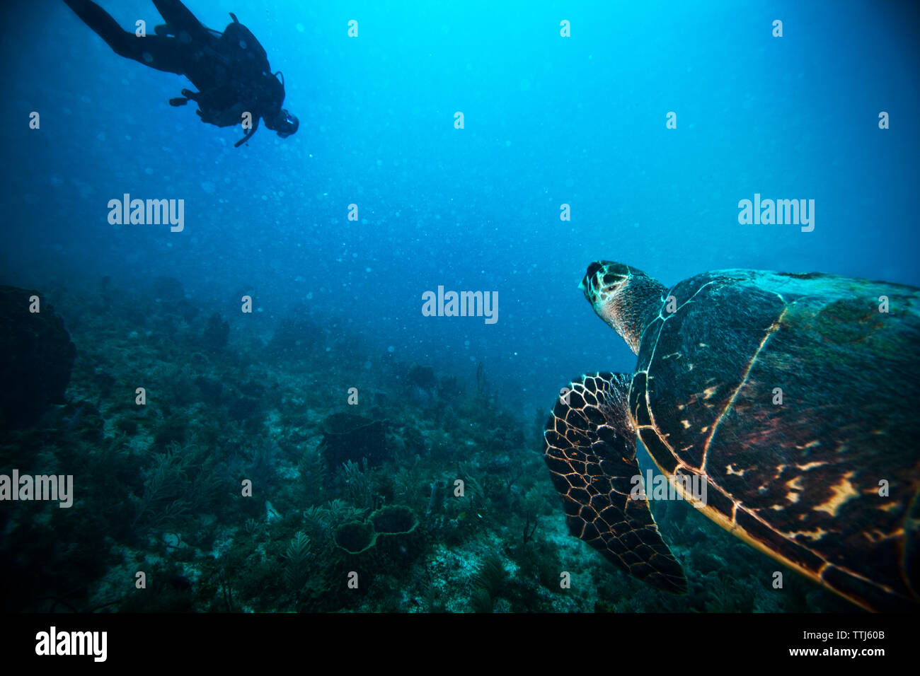 Menschen tauchen mit Meeresschildkröten schwimmen im Wasser Stockfoto