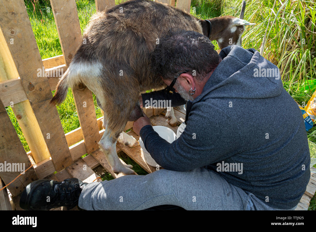 Mann mit Haustier Ziege, County Kerry, Irland Stockfoto