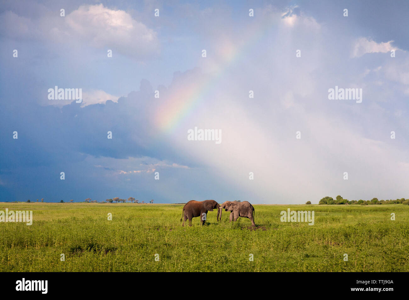 Elefanten kämpfen auf Wiese Stockfoto