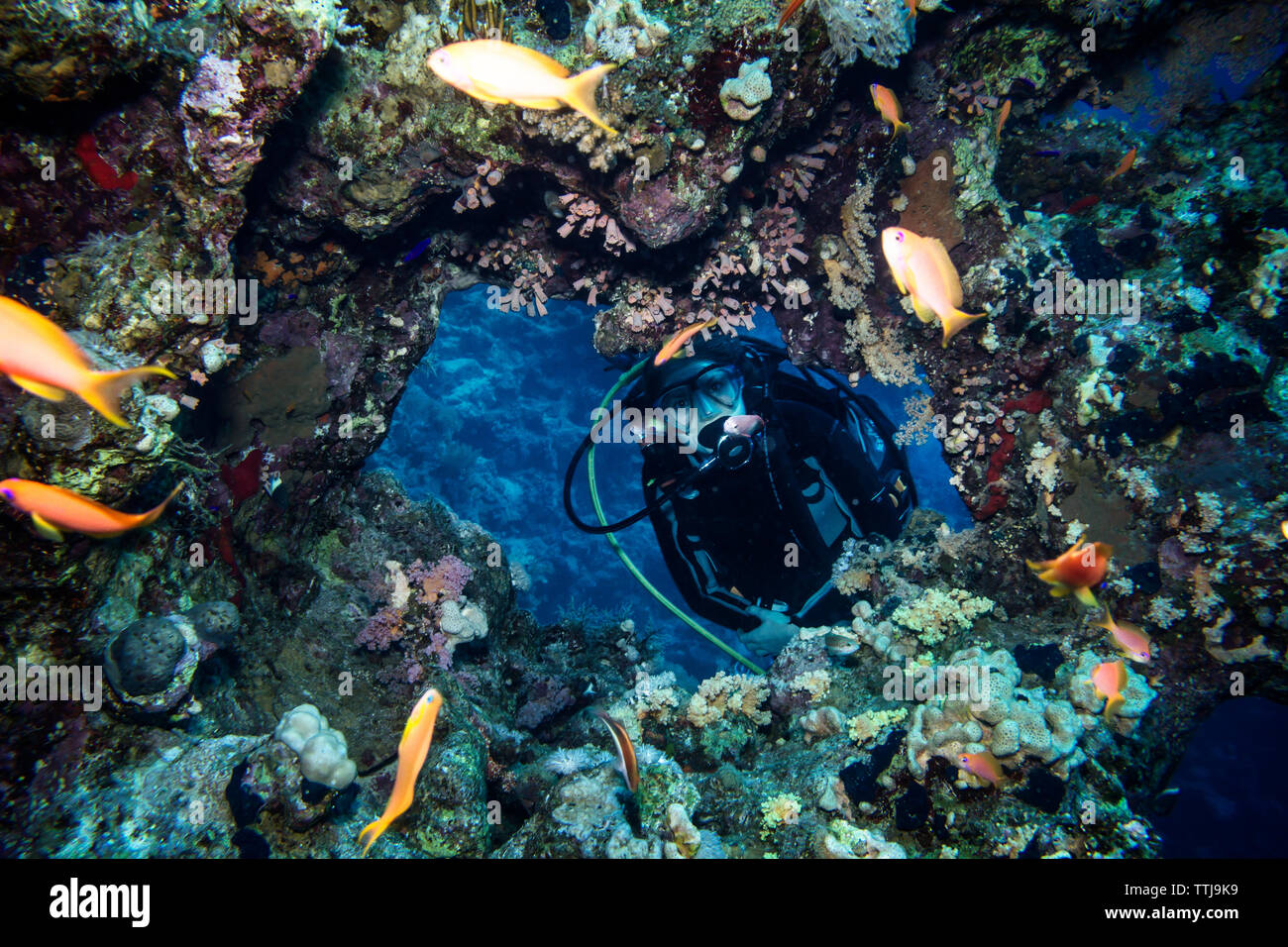 Scuba Diver swimming von Kohlen und Fisch undersea Stockfoto