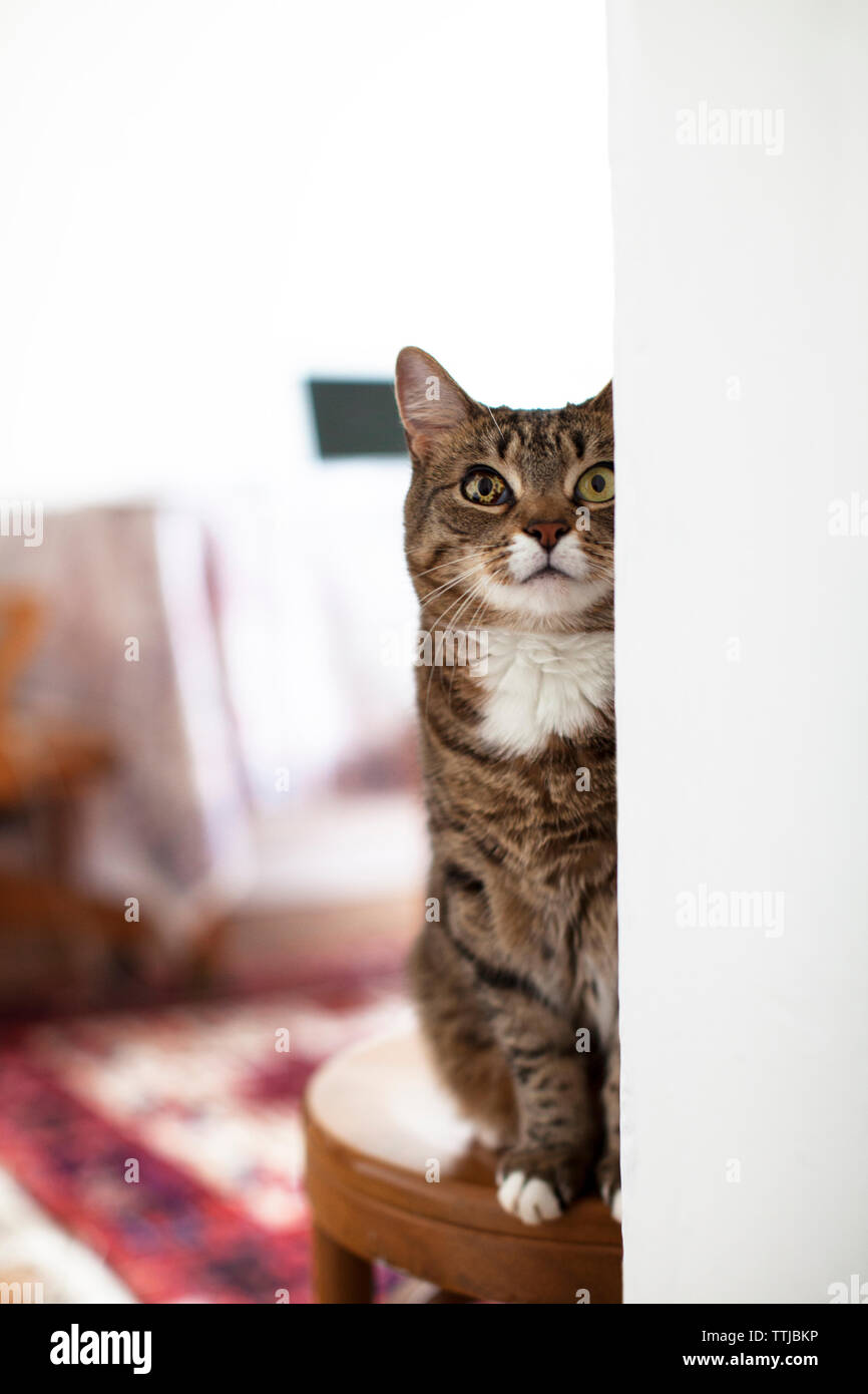 Cat looking up Während auf Hocker zu Hause sitzen Stockfoto