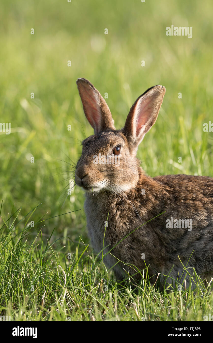 Schließen detaillierte Ansicht eines wilden UK Kaninchen (Oryctolagus cuniculus) in Outdoor, natürliche Wiese Lebensraum am späten Nachmittag Sonnenschein isoliert. Stockfoto